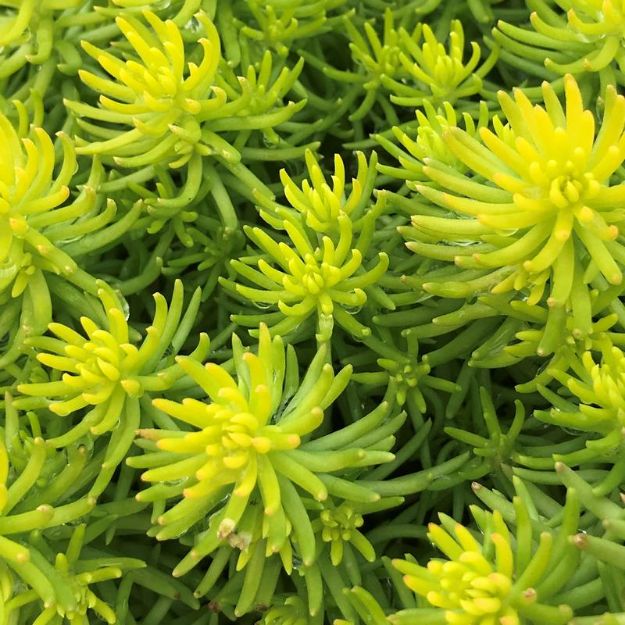 Picture of Sedum rupestre 'Angelina' #4Q