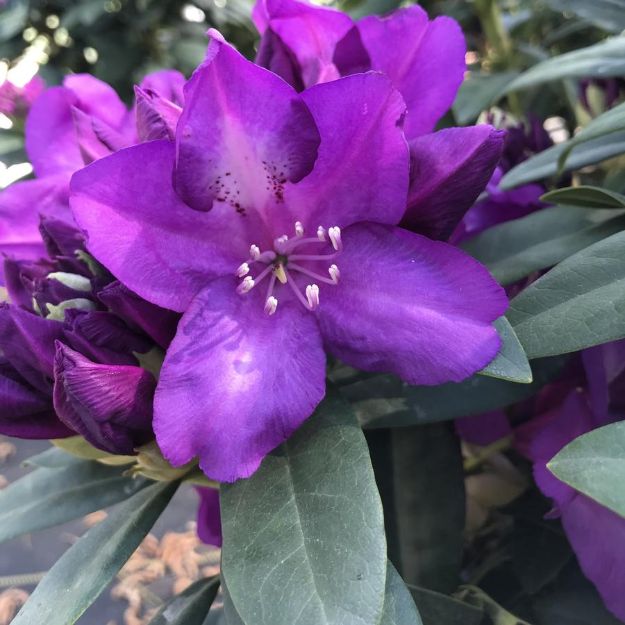 Picture of Rhododendron 'Purple Passion' #3