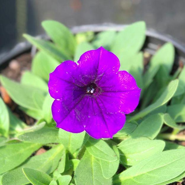 Picture of Petunia Easy Wave® Blue 6 inch