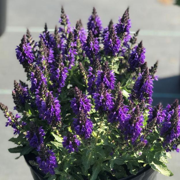 Picture of Salvia nemerosa 'Marcus' PP13322 #4Q