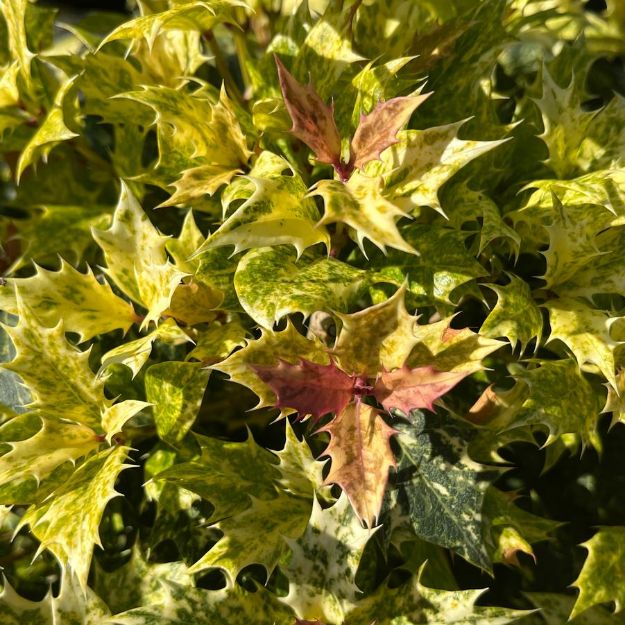 Picture of Osmanthus heterophyllus 'Goshiki' #3
