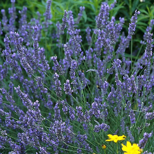 Picture of Lavandula 'Grosso' #4Q
