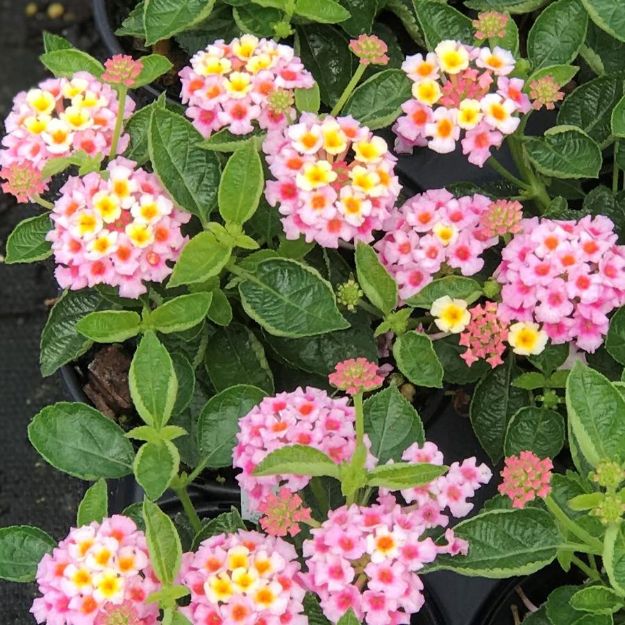 Picture of Lantana Bandana® Pink PP20555 4.5" (10/flat)