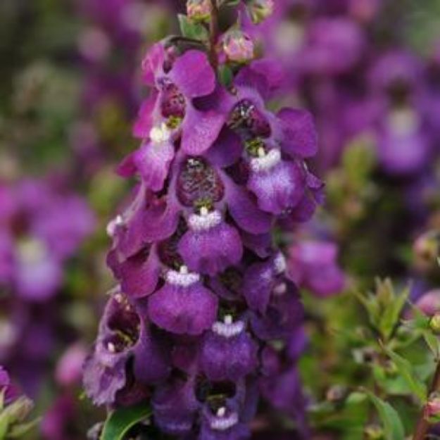 Picture of Angelonia Serena® Purple 4.5" (10/flat)