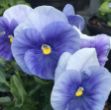 Picture of Pansy Delta Pro Clear Light Blue 6 inch