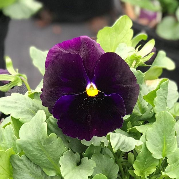 Picture of Pansy Matrix Purple 6 inch