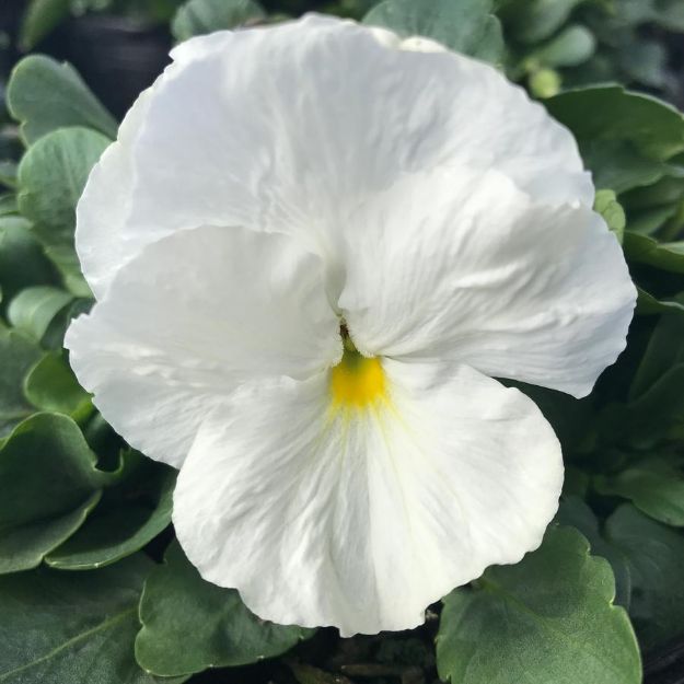 Picture of Pansy Matrix White 6 inch
