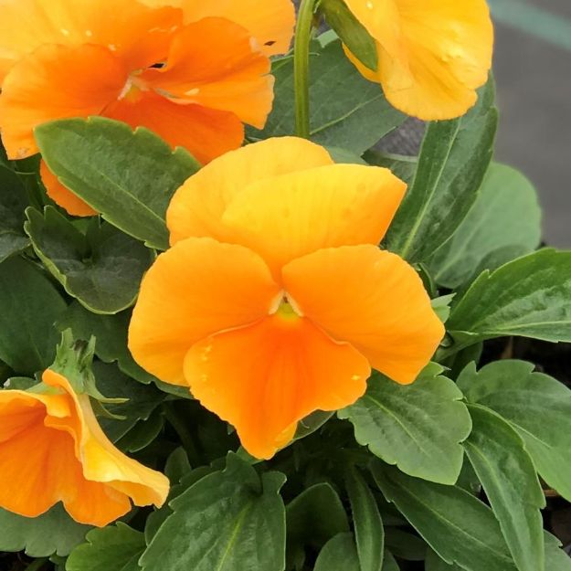 Picture of Pansy Matrix Orange 6 inch