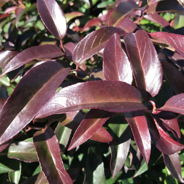 Picture of Leucothoe fontanesiana Scarletta® #3
