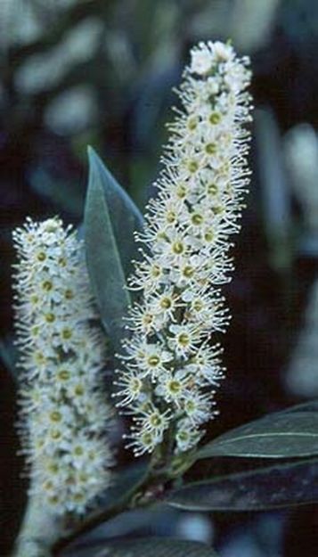 Picture of Prunus laurocerasus 'Otto Luyken' 7 gallon