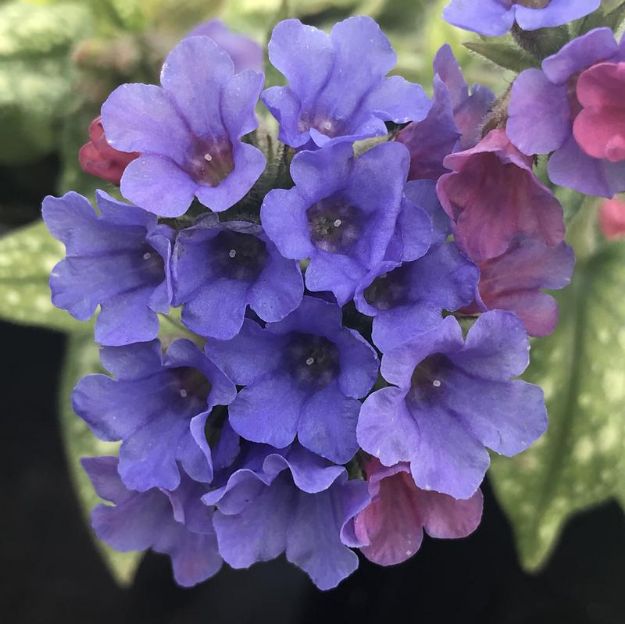 Picture of Pulmonaria x 'Trevi Fountain' PP13047 #4Q