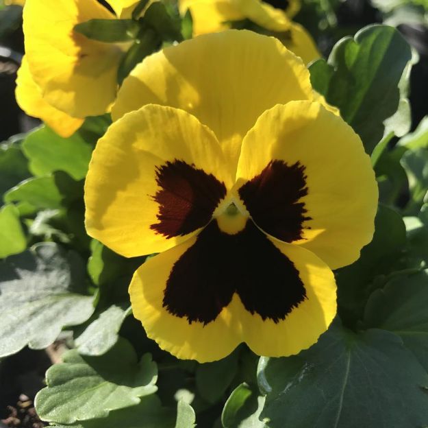 Picture of Pansy Matrix Yellow Blotch 6 inch