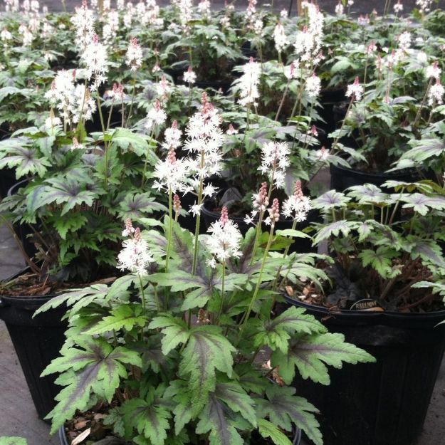 Picture of Tiarella 'Sugar and Spice' PP16738 #4Q