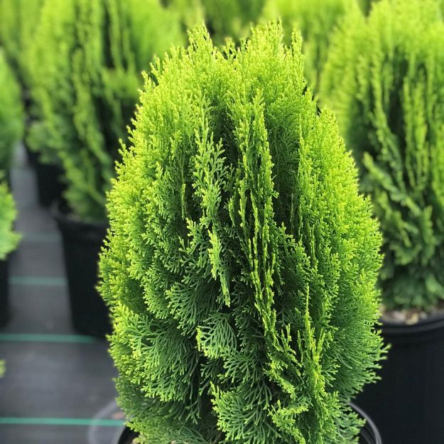 Picture of Thuja orientalis 'Morgan' #3