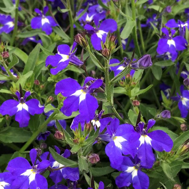 Picture of Lobelia Techno® Heat Upright Dark Blue 4.5" (10/flat)