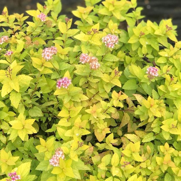 Picture of Spiraea japonica 'Goldmound' #3