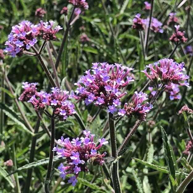 Picture of Verbena bonariensis 'Lollipop' #4Q