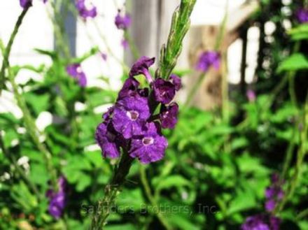 Show details for Stachytarpheta mutabilis violacea 4.5" (10/flat) Picture of Stachytarpheta mutabilis violacea 4.5" (10/flat)