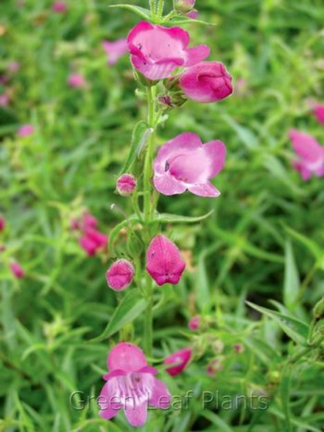 Picture of Penstemon x mexicali 'Red Rocks' #4Q