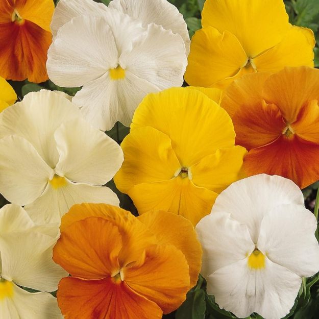 Picture of Pansy Matrix Citrus Mix 6 inch