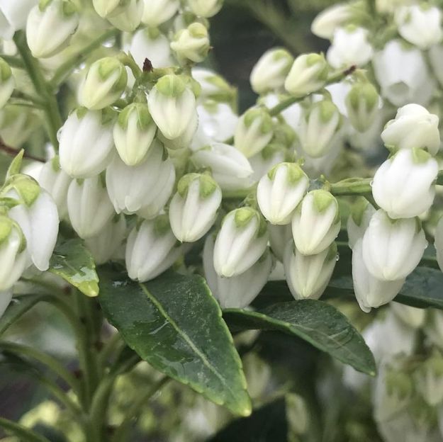 Picture of Pieris japonica 'Purity' #3