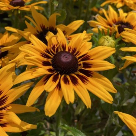 Show details for Rudbeckia hirta 'Denver Daisy' #4Q Picture of Rudbeckia hirta 'Denver Daisy' #4Q