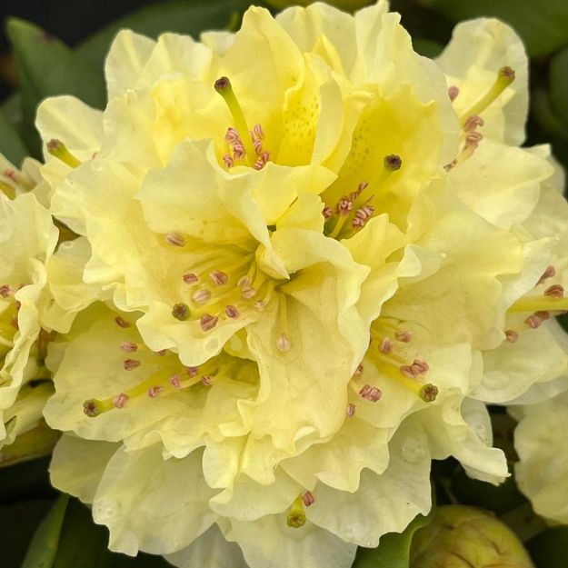 Picture of Rhododendron 'Capistrano' #3