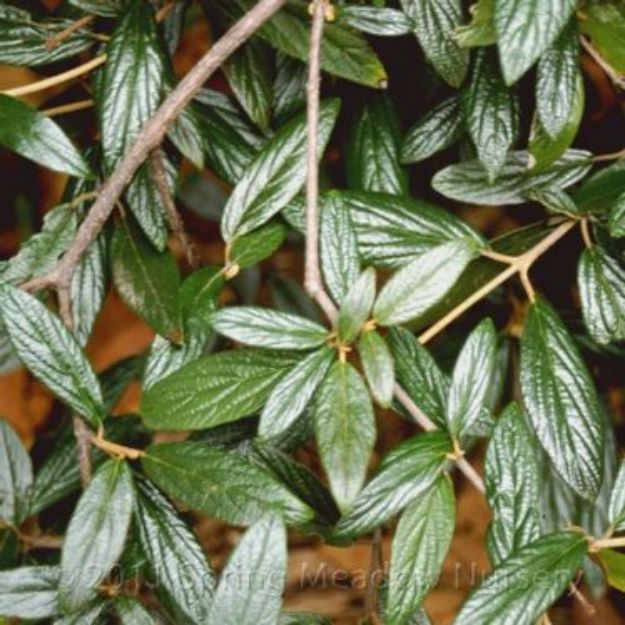 Picture of Viburnum pragense 'Decker' #3