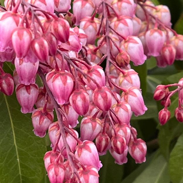 Picture of Pieris japonica 'Katsura' #3