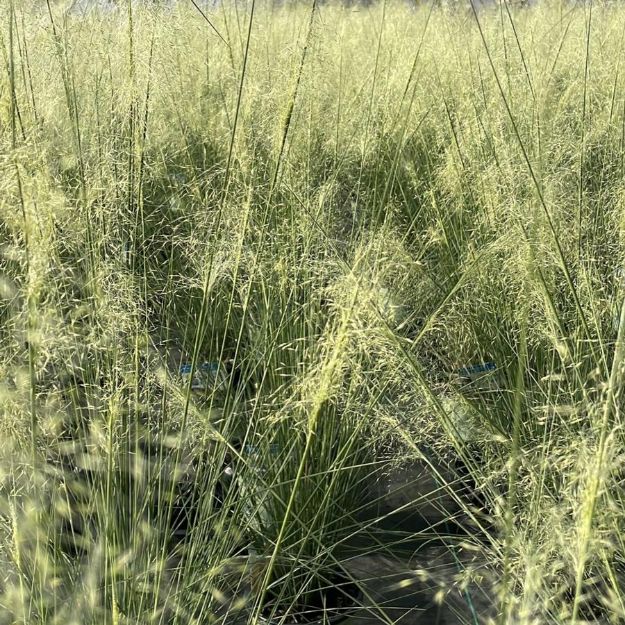 Picture of Muhlenbergia capillaris 'White Cloud' #4Q