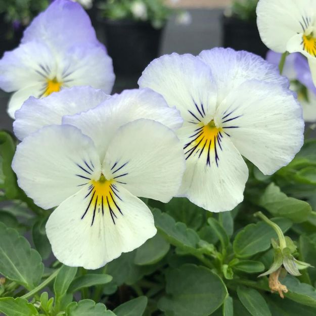 Picture of Pansy Cool Wave® Frost 6 inch