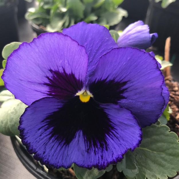Picture of Pansy Matrix Blue w/ Blotch 6 inch