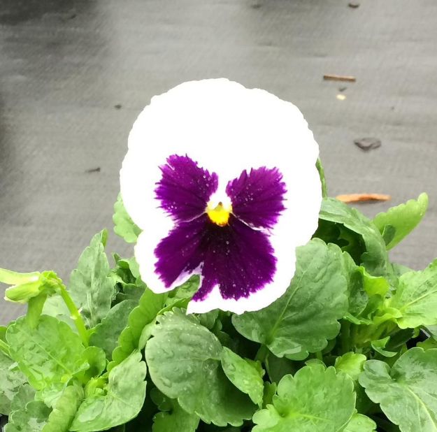 Picture of Pansy Matrix White Blotch 6 inch
