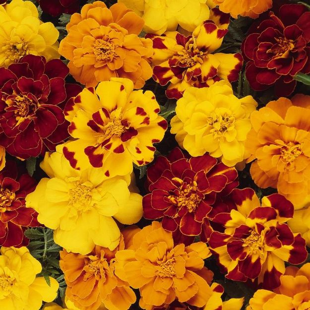 Picture of Marigold Durango® Outback Mix 6 inch