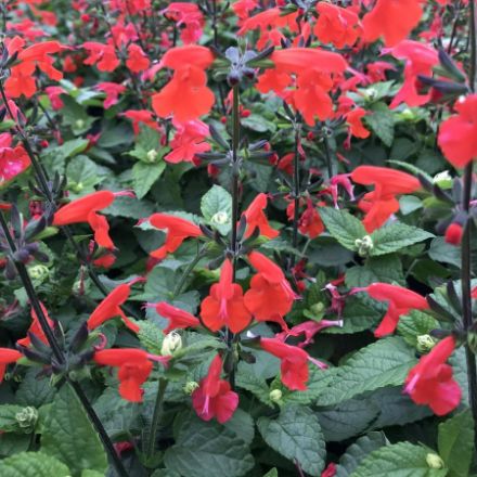 Show details for Salvia coccinea Summer Jewel™ Red 4.5" (10/flat) Picture of Salvia coccinea Summer Jewel™ Red 4.5" (10/flat)