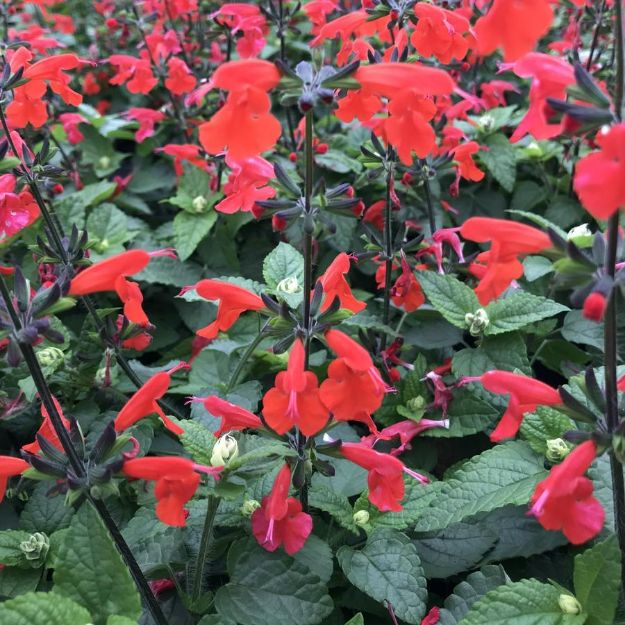 Picture of Salvia coccinea Summer Jewel™ Red 4.5" (10/flat)