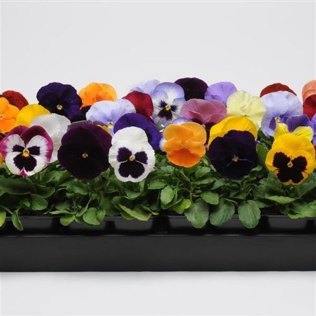 Picture of Pansy Matrix Mix 6 inch