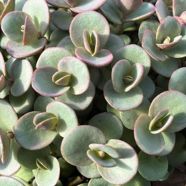 Picture of Sedum 'Lime Zinger' PP24632 #4Q