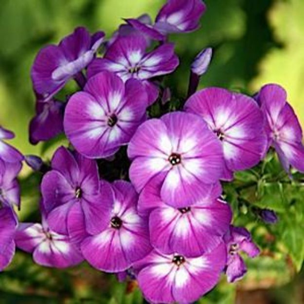 Picture of Phlox paniculata 'Flame Purple Eye #4Q