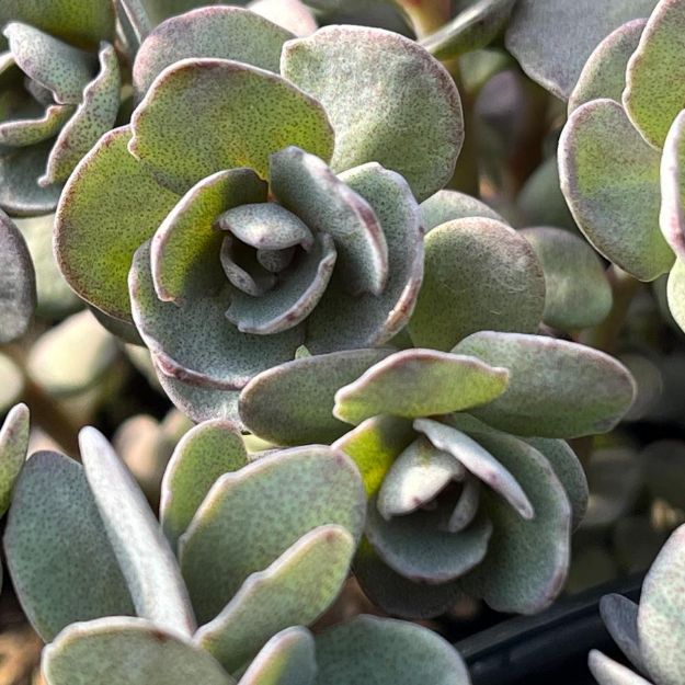 Picture of Sedum 'Dazzleberry' PP22457 #4Q