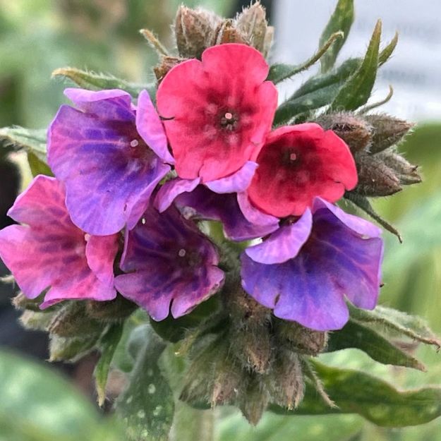Picture of Pulmonaria 'Raspberry Splash' PP12138 #4Q