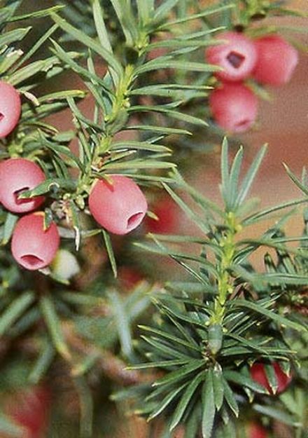 Picture of Taxus x media 'Hicksii' #3