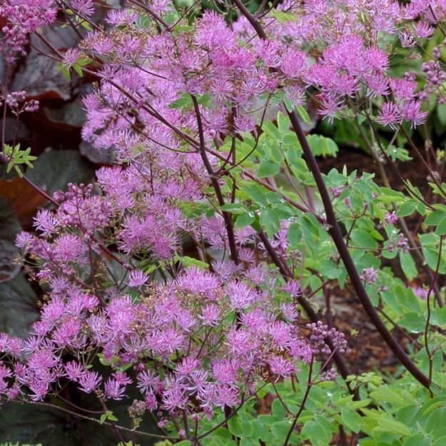 Picture of Thalictrum 'Black Stockings' #4Q