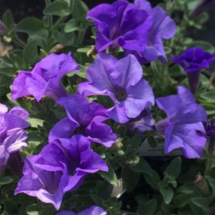 Show details for Petunia Surfinia® Heavenly Blue PP25163 4.5" (10/flat) Picture of Petunia Surfinia® Heavenly Blue PP25163 4.5" (10/flat)