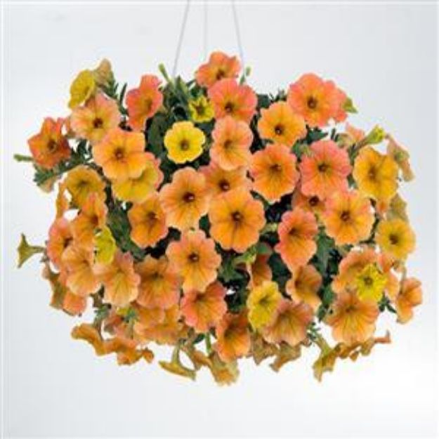 Picture of Petunia Cascadias™ Indian Summer PP26888 4.5" (10/flat)
