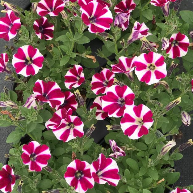 Picture of Petunia Cascadias™ Bicolor Cabarnet 4.5" (10/flat)