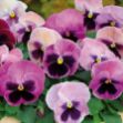 Show details for Pansy Matrix Pink Shades 6 inch Picture of Pansy Matrix Pink Shades 6 inch