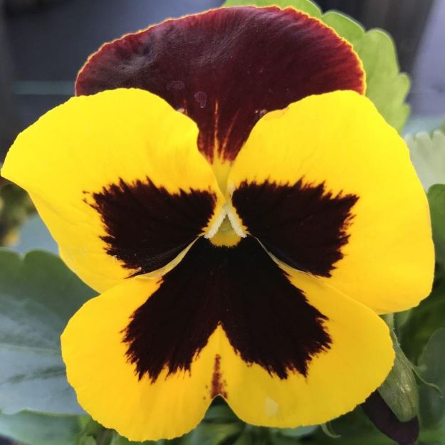 Picture of Pansy Matrix Red Wing 6 inch
