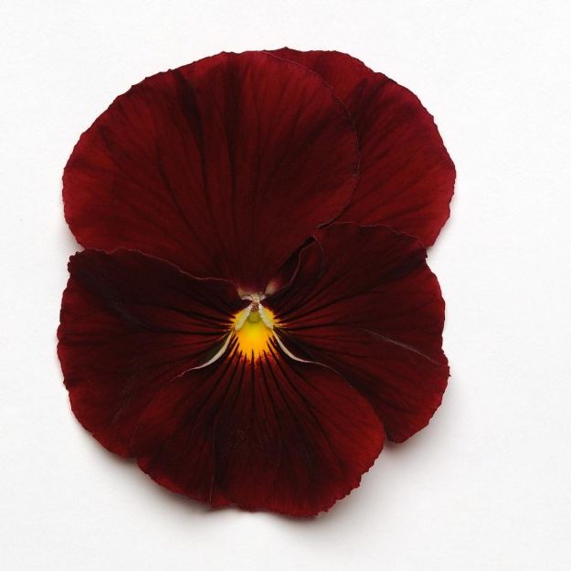 Picture of Pansy Matrix Scarlet 6 inch