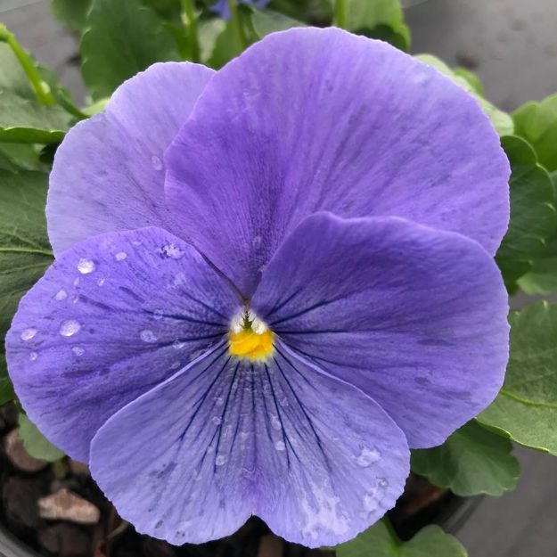 Picture of Pansy Matrix True Blue 6 inch
